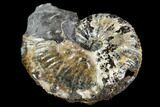 Hoploscaphites Ammonite - Pierre Shale, Montana #110578-1